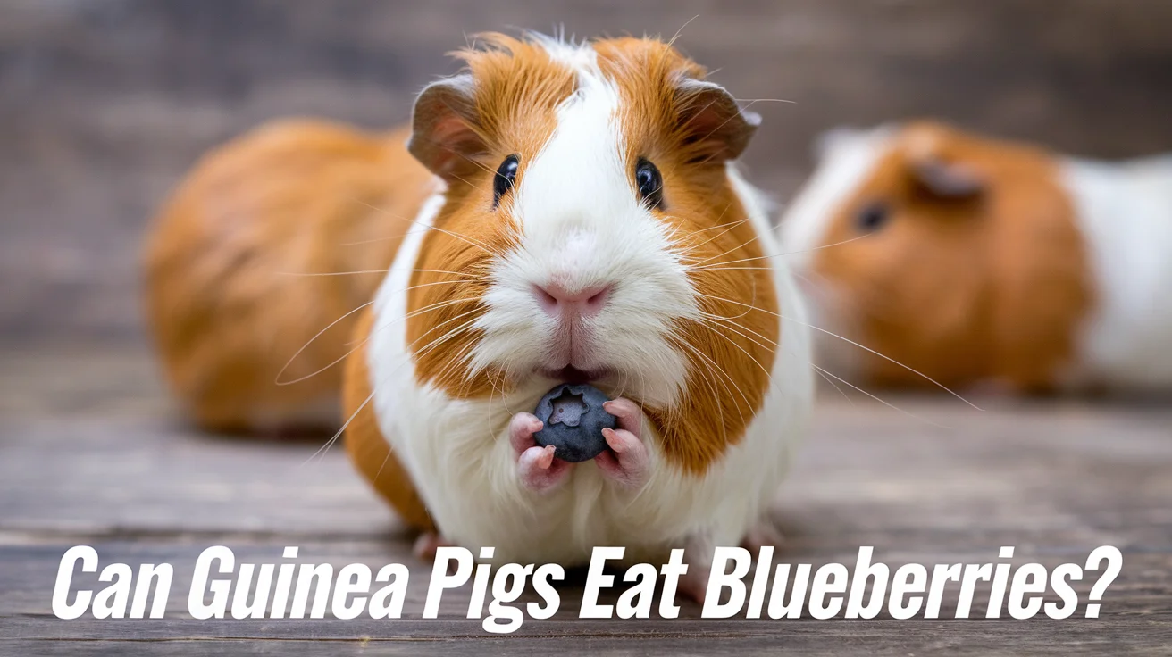 Can Guinea Pigs Eat Blueberries?