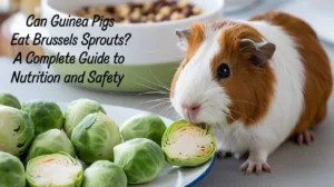 Can Guinea Pigs Eat Brussels Sprouts?