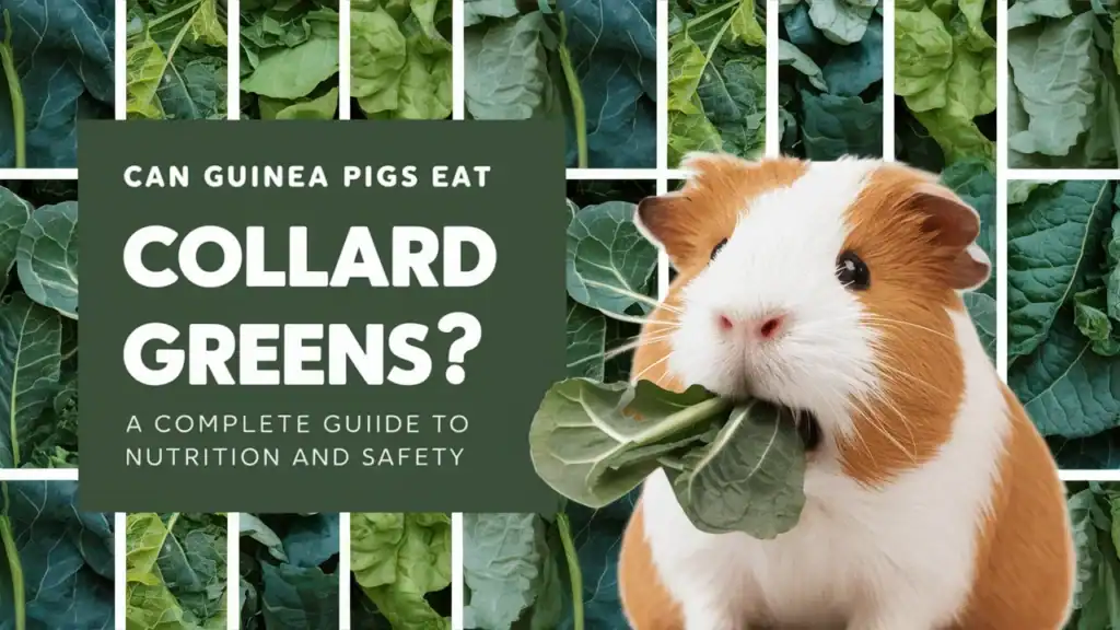 Can Guinea Pigs Eat Collard Greens?