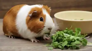 Can Guinea Pigs Eat Cress?