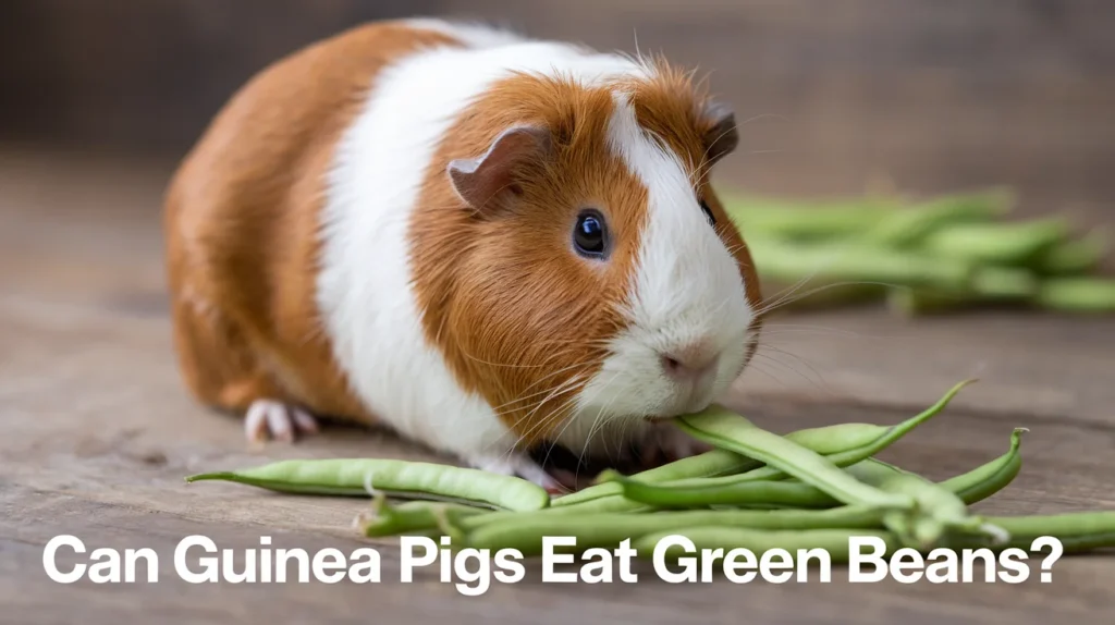 can guinea pigs eat green beans
