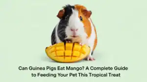 Can Guinea Pigs Eat Mango