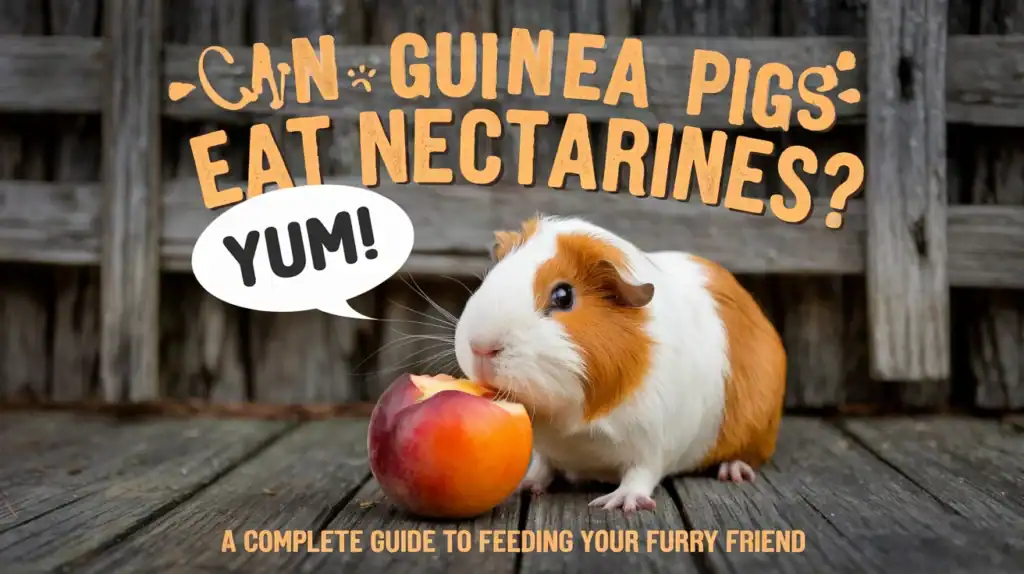 Can Guinea Pigs Eat Nectarines