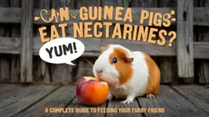 Can Guinea Pigs Eat Nectarines