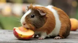 Can Guinea Pigs Eat Peaches