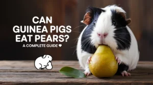 Can Guinea Pigs Eat Pears? A Complete Guide 🍐🐹