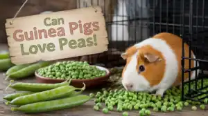 Can Guinea Pigs Eat Peas