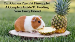 Can Guinea Pigs Eat Pineapple