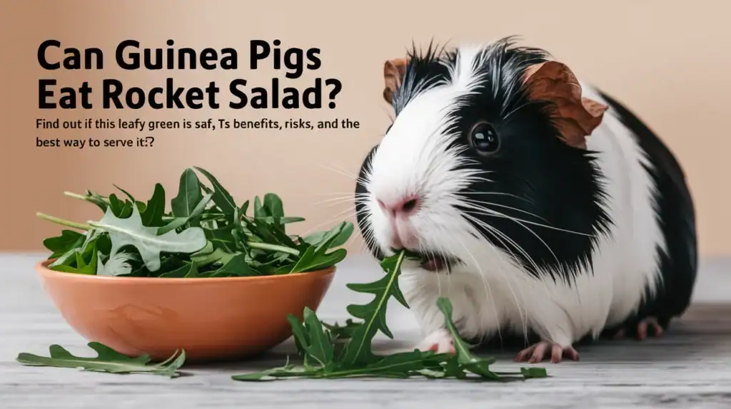 Can Guinea Pigs Eat Rocket Salad (Arugula)? A Complete Guide to Nutrition and Safety