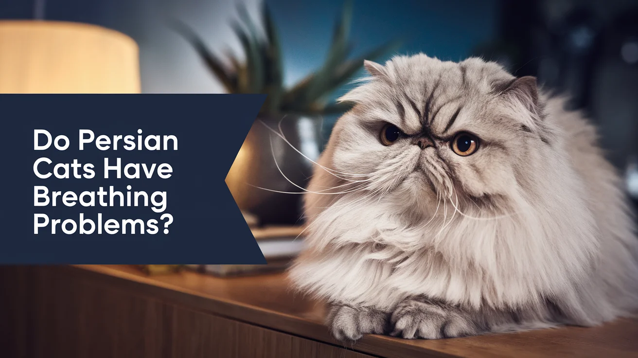Do Persian Cats Have Breathing Problems?