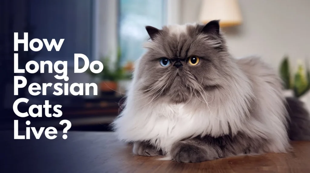 How Long Do Persian Cats Live ?