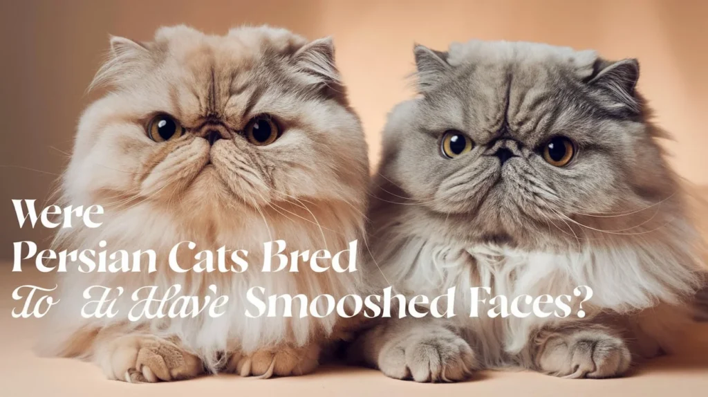 Were Persian Cats Bred to Have Smooshed Faces ?