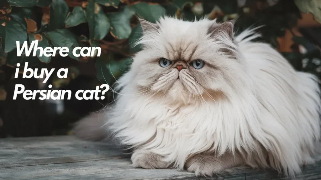 Where can I buy a Persian cat