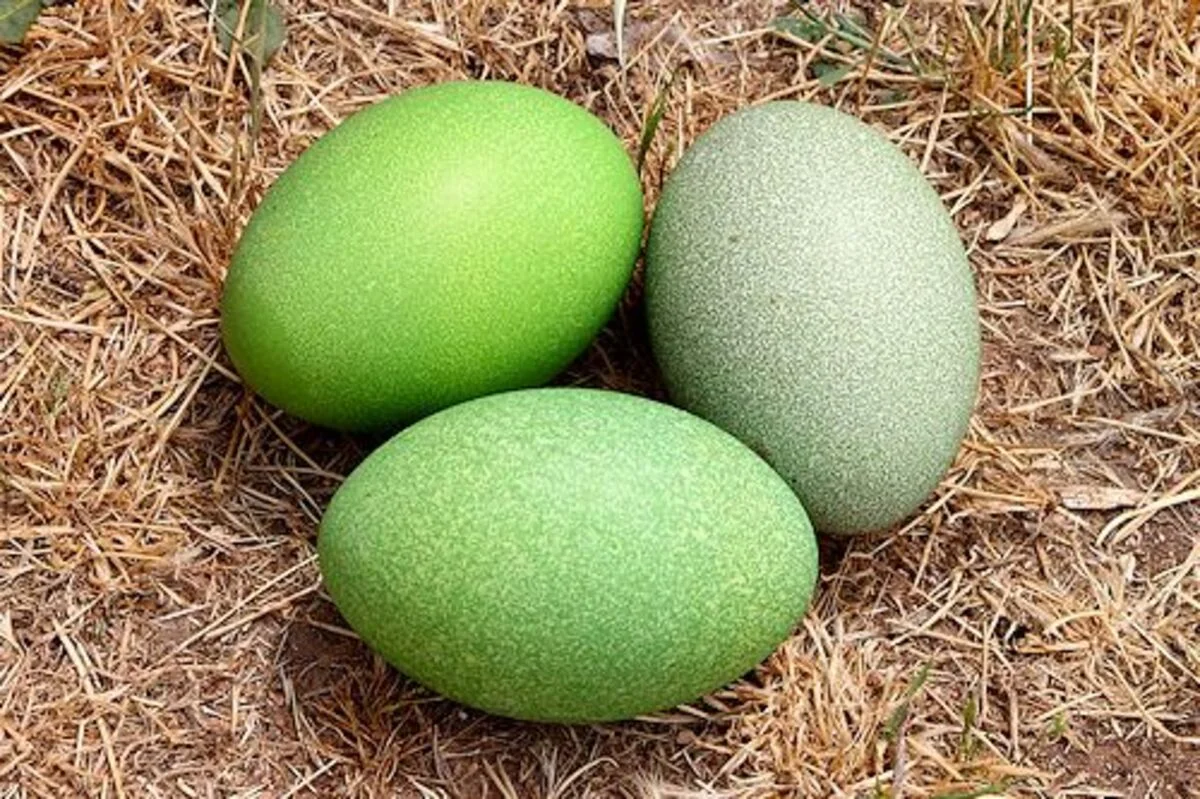 Cassowary Egg