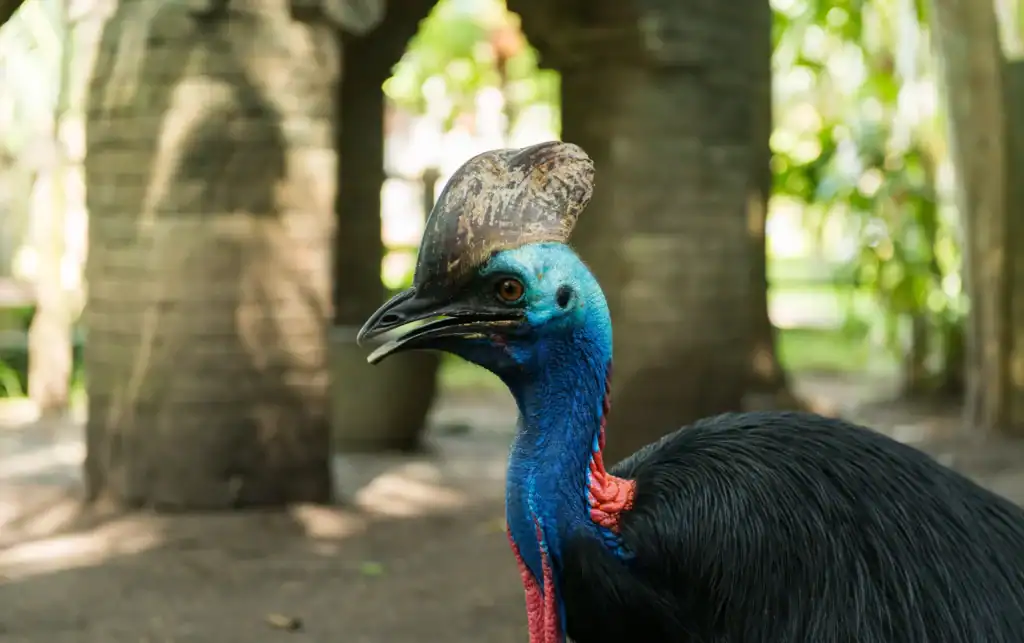 Tourist Survives Cassowary Attack in Queensland Park