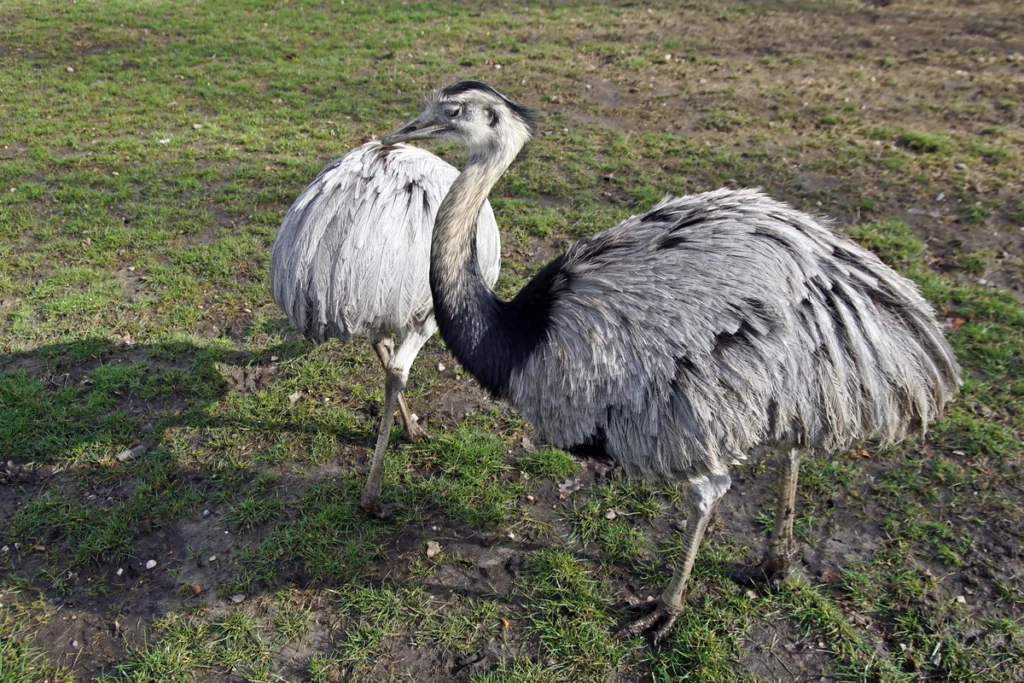 What is a cassowary?