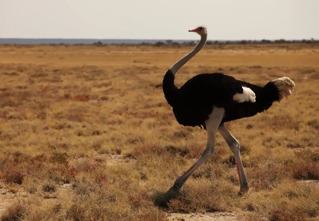 How Human Behavior Increases Cassowary Attacks