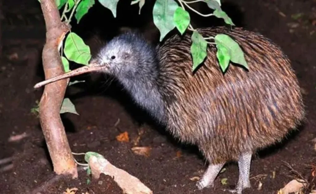The Kiwi: New Zealand's National Treasure