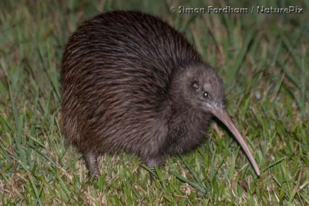 Kiwi or Cassowary NYT: Exploring Two Fascinating Flightless Birds