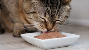 Best Cat Food for Cats With No Teeth