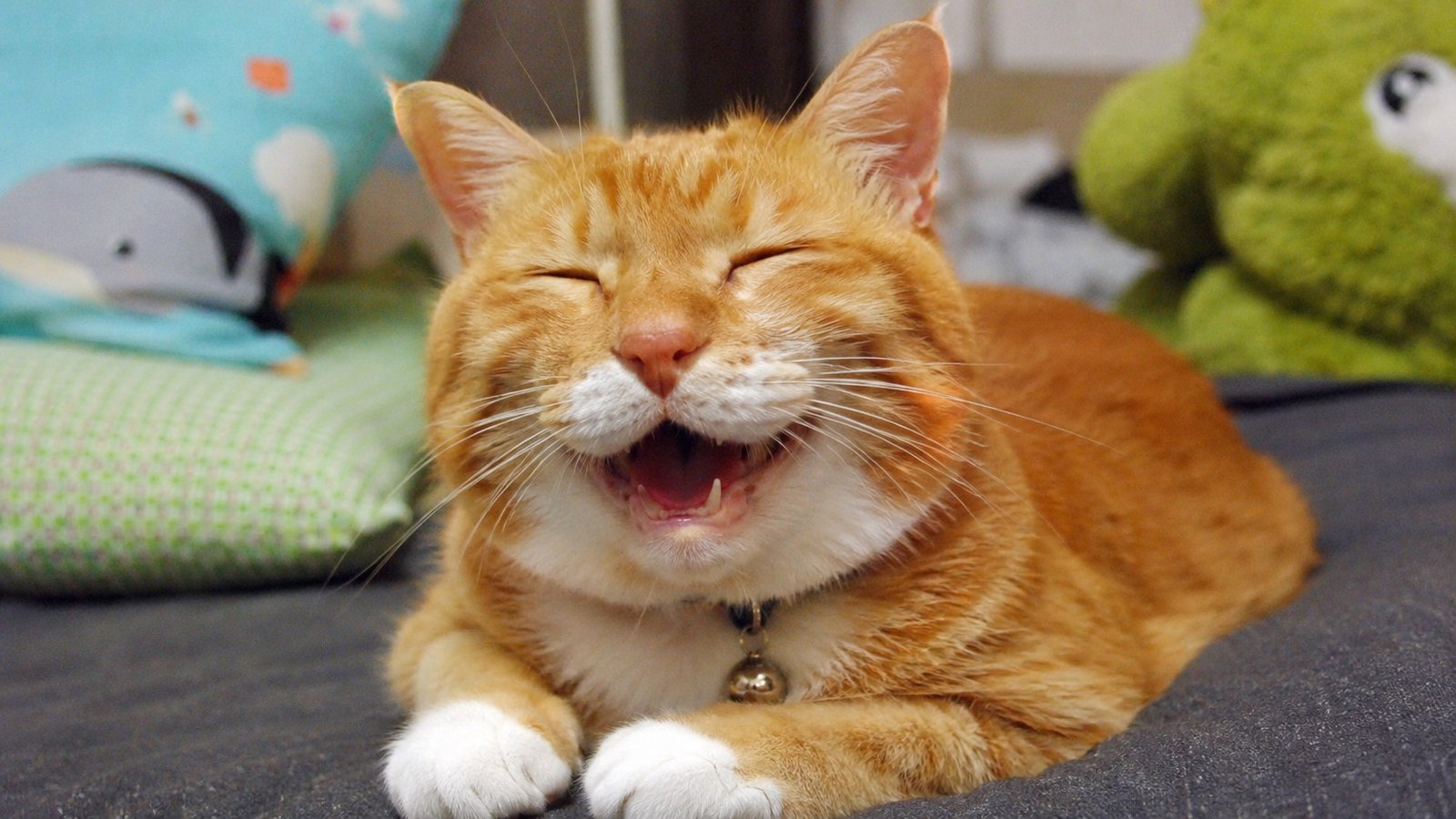 Cheesy Cat Puns for Funny Jokes