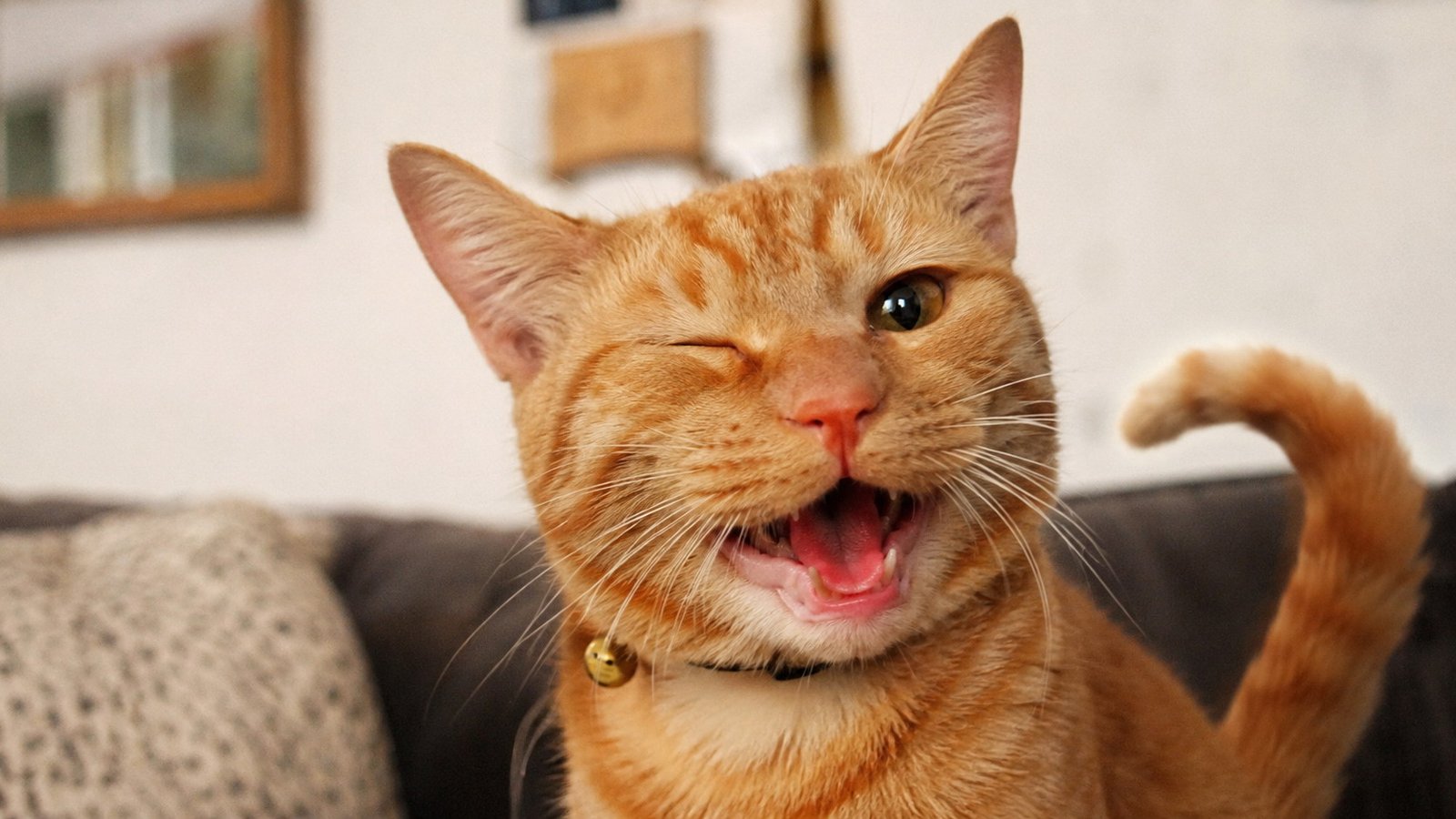 Clever Cat Puns With Funny Meanings