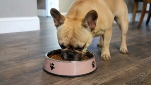 Feeding Bowls for French Bulldogs