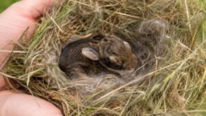 How to Care for a Newborn Wild Rabbit