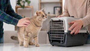 How to Rehome a Cat
