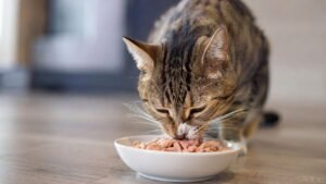 Best Wet Cat Food on a Budget
