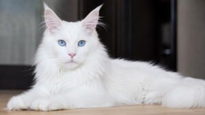 White Maine Coon Cat With Blue Eyes
