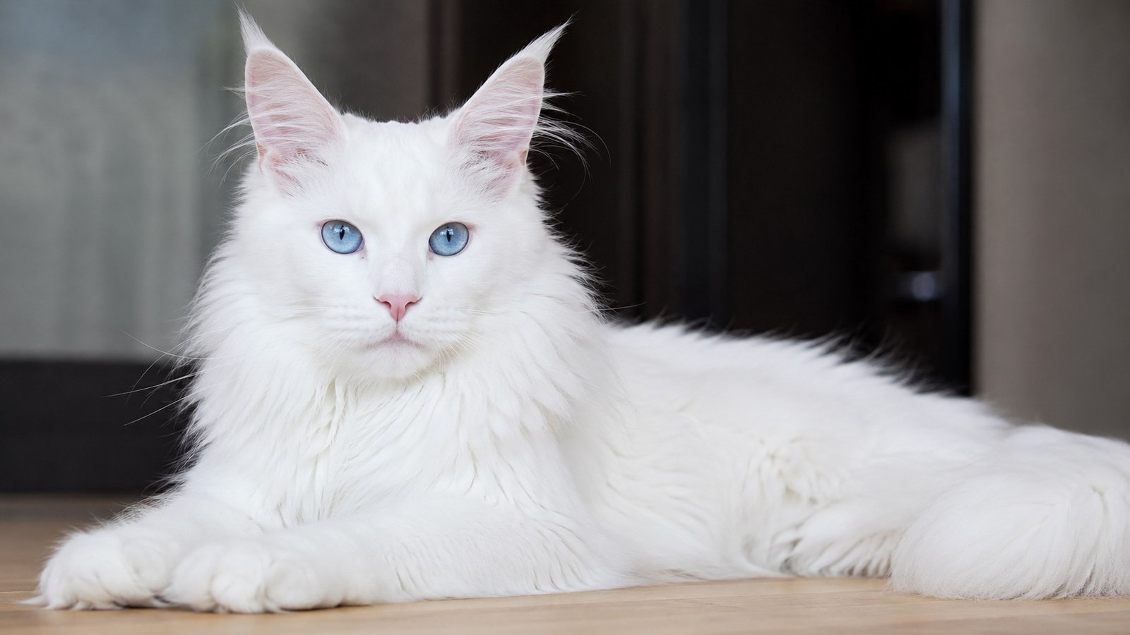 White Maine Coon Cat With Blue Eyes