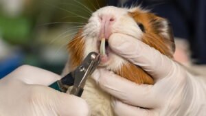 How to Trim Guinea Pig Teeth