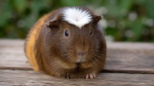 White Crested Guinea Pig Breed