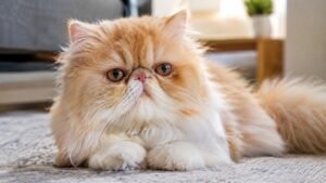 Flat Face Persian Cat
