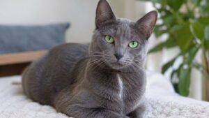 Russian Blue Cat Female With a Rare White Line